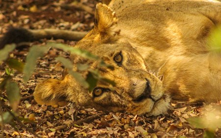 for the love of animals part 2