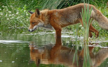 chrisbaum power animals blog