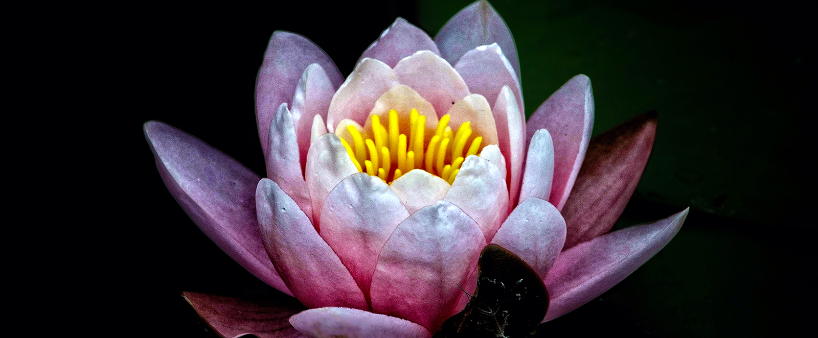 lotus unfolding