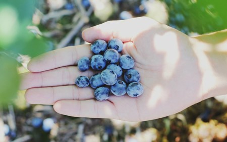 blueberry blog