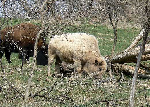 WhiteBuffalo