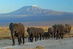 Elephants Mtn Kilimanjaro