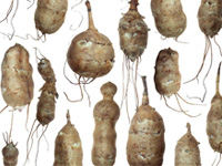 Jerusalem Artichoke tubers