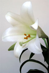 Easter Lily 4-2011