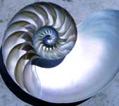 Nautlis Spiral