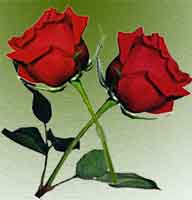 red roses