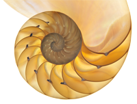 spiral shell