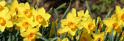 Daffodils 0402012